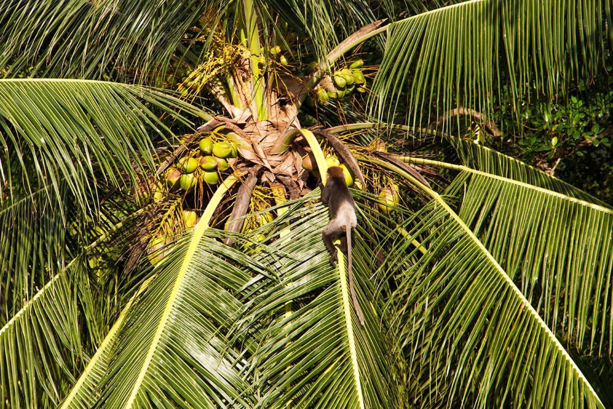 Sri Yoga Shala Bed and Breakfast Unawatuna Exterior foto